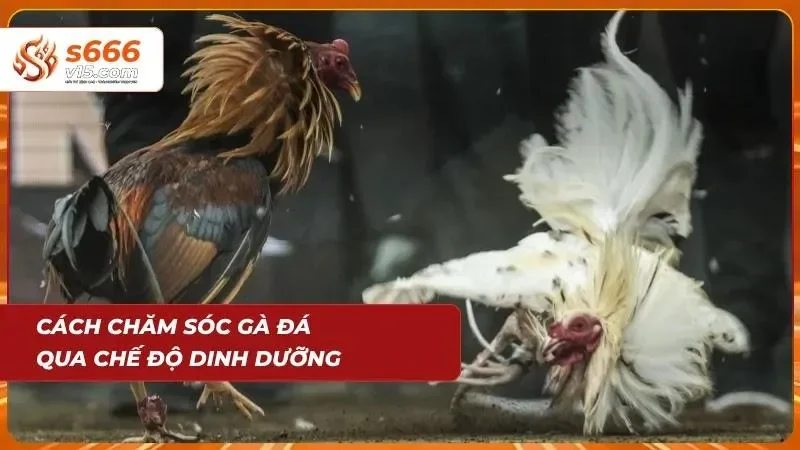 Bật mí chăm sóc gà theo dinh dưỡng hàng ngày