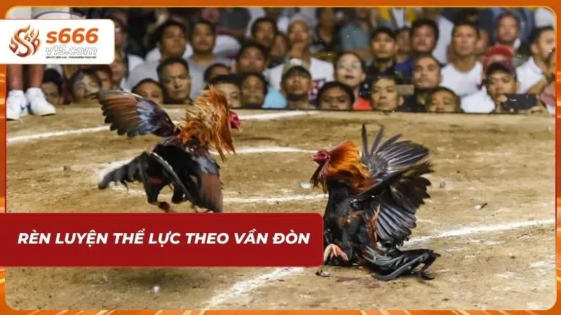 Chăm sóc hùng kê theo bài tập vần đòn