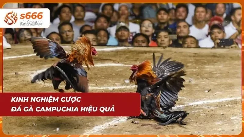 Bí quyết chọn chiến kê chuẩn xác giúp cược thủ nâng cao tỷ lệ thắng